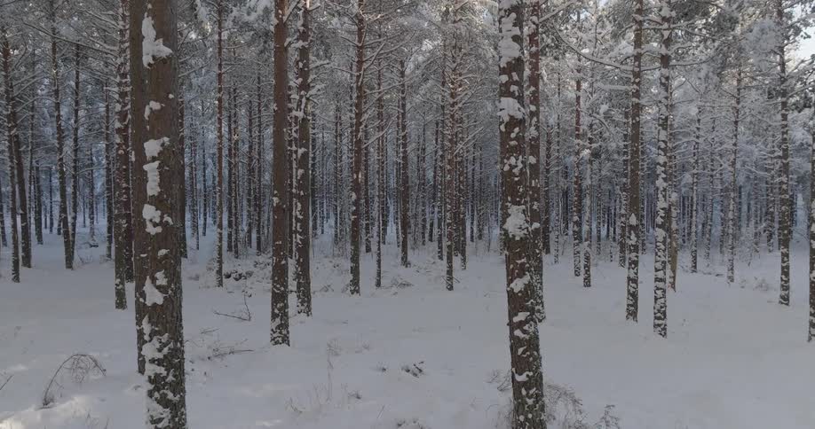A view of a forest covered in snow on a sunny day