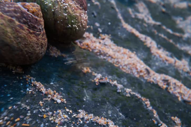Two snails moving side by side on the beach sand at midday