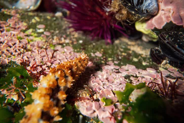 A starfish crawling on some coral reefs