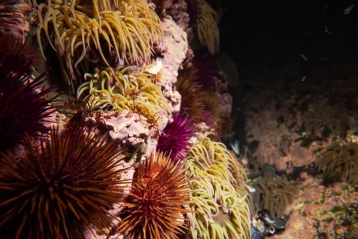 Submerged rocky wall with sea anemones and sea urchins attached to the substrate