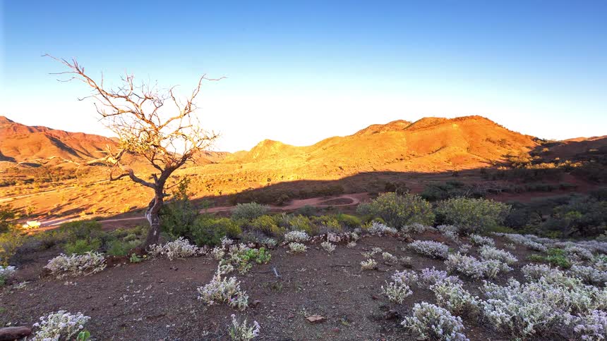 Sunrise on a mountain hill with a leafless tree standing in the badlands surrounded by tough grasses as the suns rays spread
