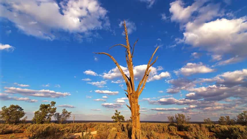 Time passes over a dead tree