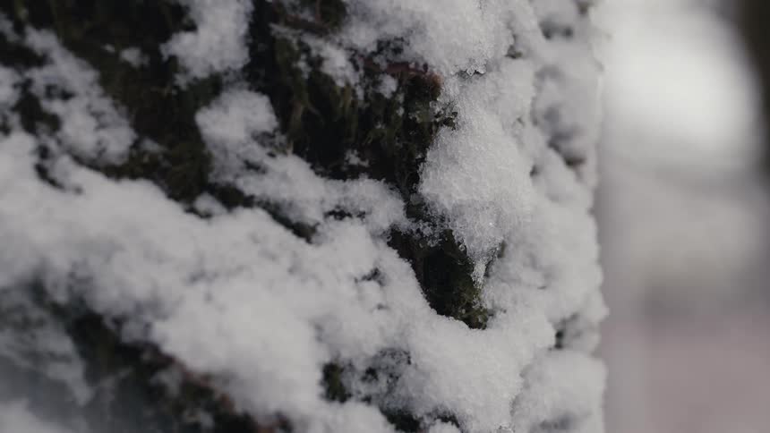 A tree trunk has frozen snow covering it
