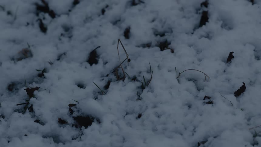 Patches of fresh snow cover the ground with dead leaves and blades of grass peeking through