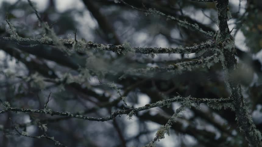Ice covered tree branches move in the breeze
