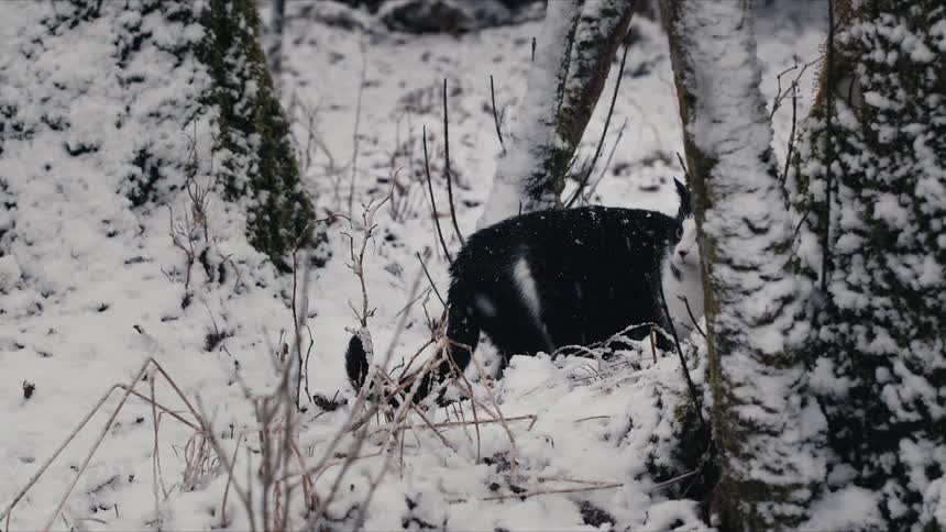 A cat standing out in a forest with snow
