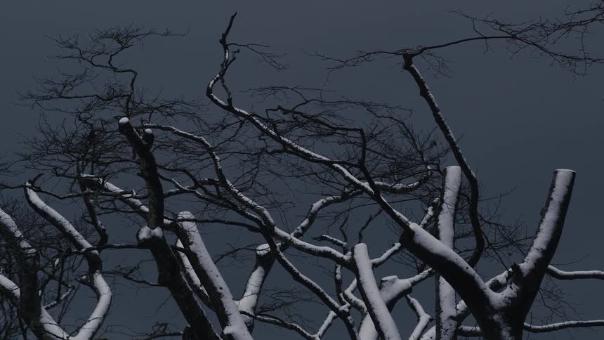 Twisted branches covered with snow against a dark sky