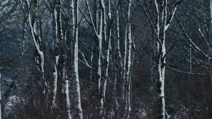 Thin birch trees stand close together in a dark winter forest where fresh white snow clings to the side of every vertical trunk and bare branch against a cold and overcast background