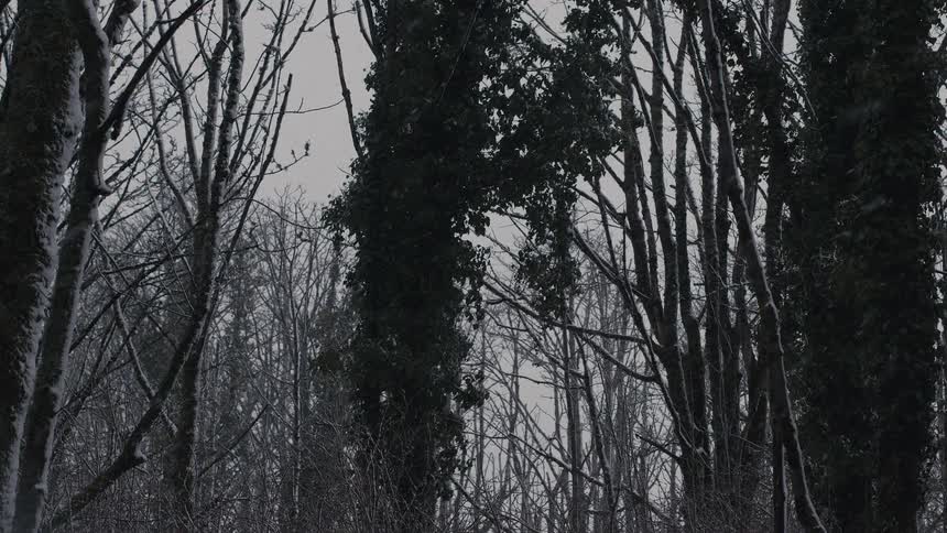 Snowstorm among leafless trees in a forested area during winter