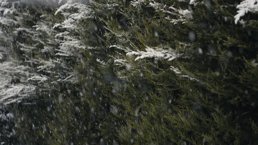 Snow settles on fir branches as it falls
