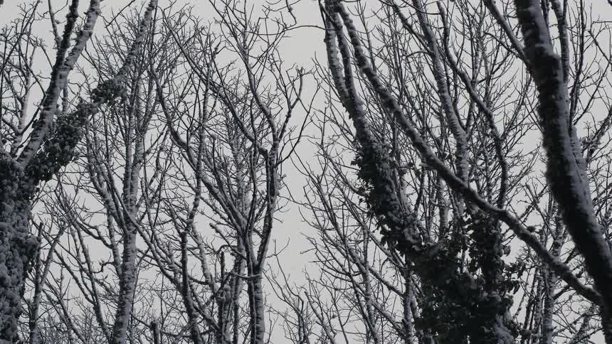 Barren deciduous trees covered in fresh white snow stand against a flat overcast sky while dark ivy vines cling to the textured bark of the main trunks in a quiet winter forest scene