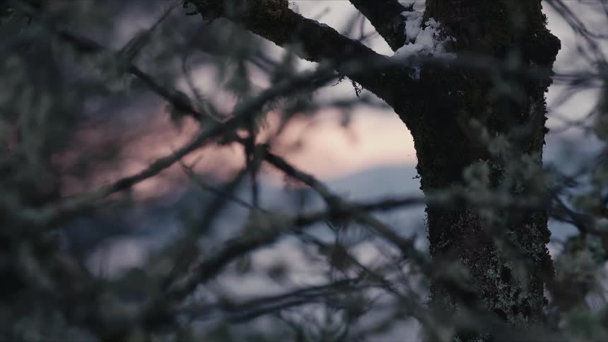 A tree with some snow on it