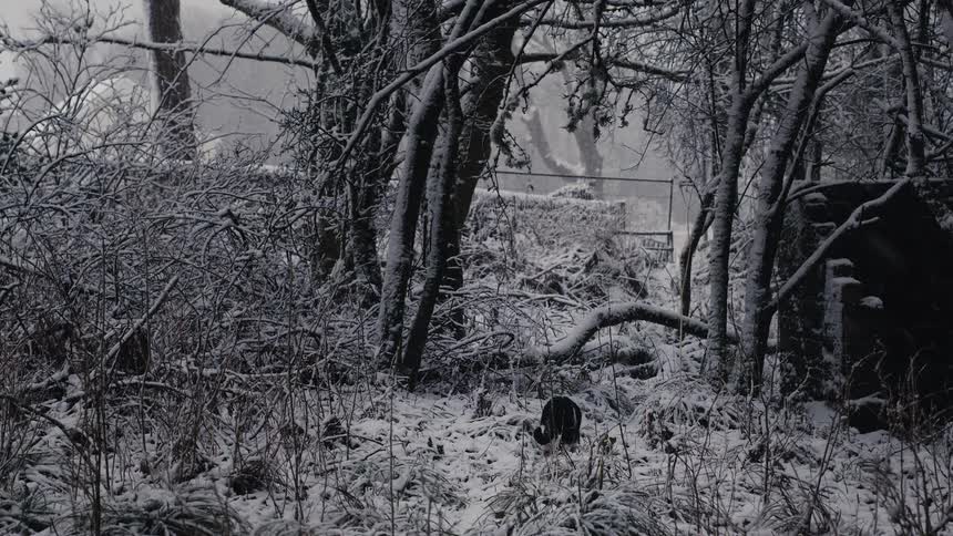 A view of a forest covered in snow with a pet cat