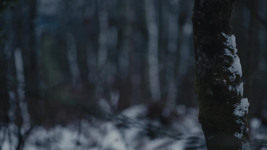 Tree trunk with snow adhered in the foreground and a blurred forest in the background