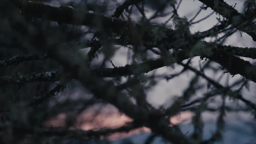 Dark mossy branches frame a view of a cold twilight horizon where the last glow of sunset meets the deep blue of a winter evening sky over a blurred forest landscape