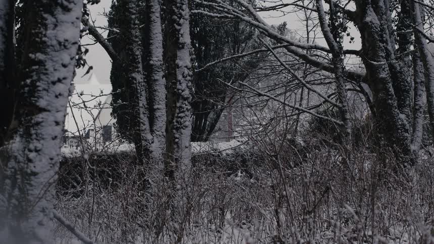 Forest with trees and undergrowth covered by snow during ongoing snowfall