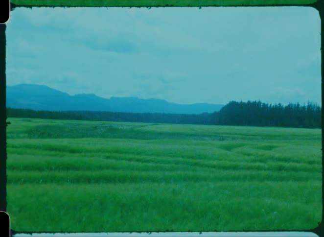 The long green field is full of tall grass