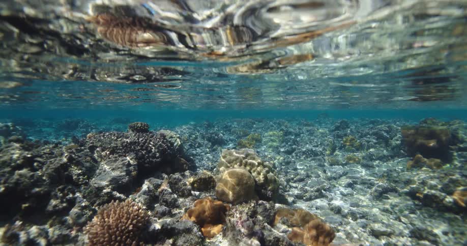 Shallow reef viewed underwater with corals and a rocky seabed beneath a rippled surface