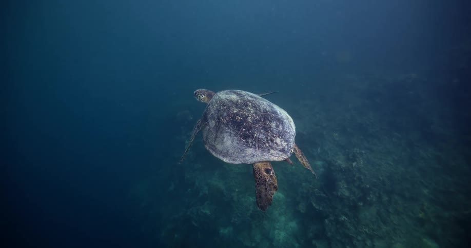 Sea turtle swimming in deep water above a submerged rocky seabed