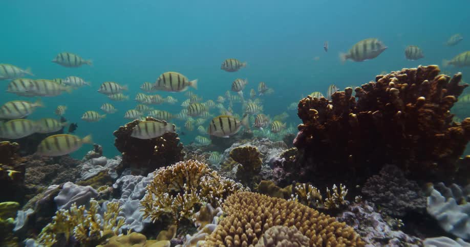 A group of fish swimming around a reef