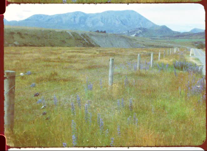 A view of a grassland area with plants