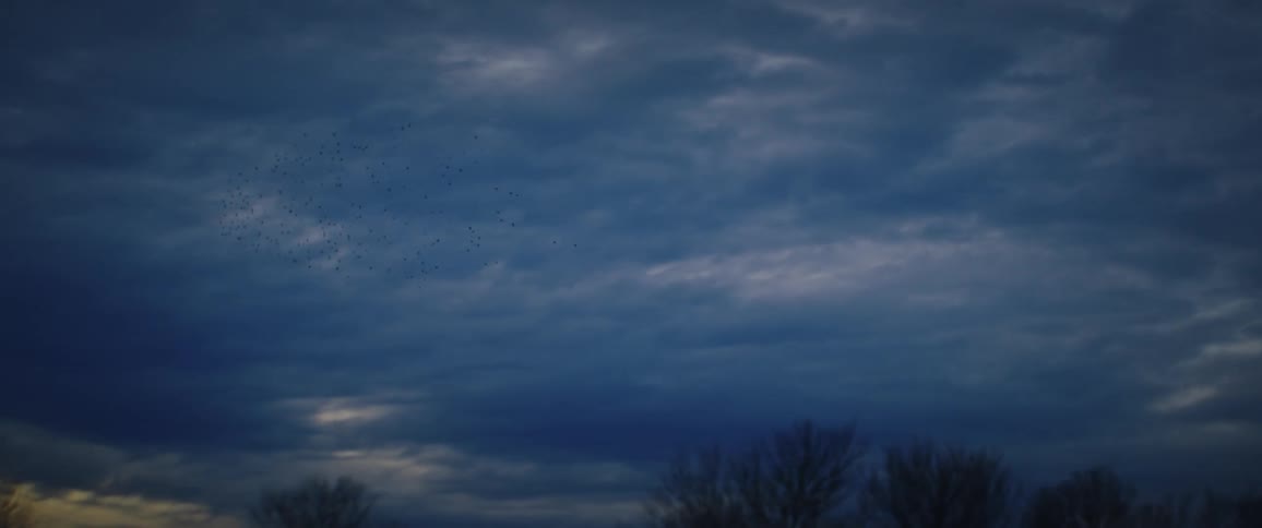 A wide angle view shows a large flock of birds flying in a murmuration pattern across a dark cloudy sky at dusk