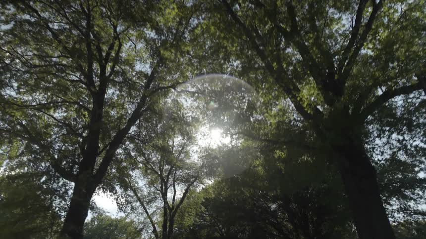 Sunlight shines through trees overhead