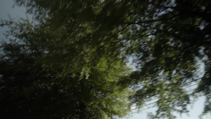 Power passing through trees on a clear day