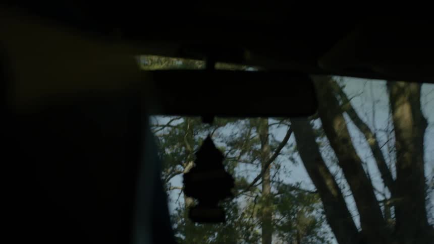 A vehicle drives past tall trees