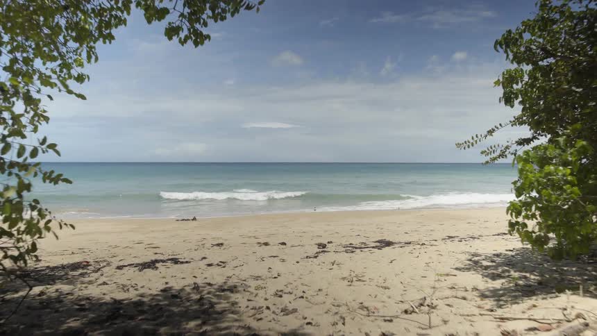 Trees grow on a sandy beach
