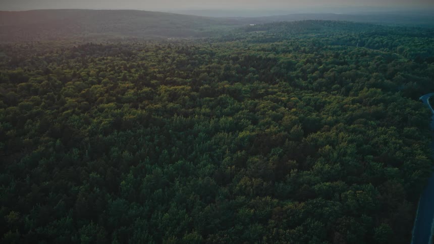 A car drives along a remote road in a deciduous forest