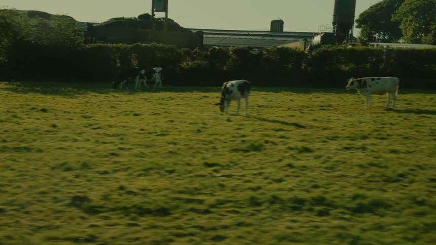 Many cattle grazing in a field at midday