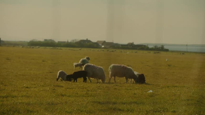 Sheep graze in an open field with buildings in the background and coastline on the horizon