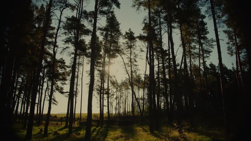 A view of some tall trees in a forest area