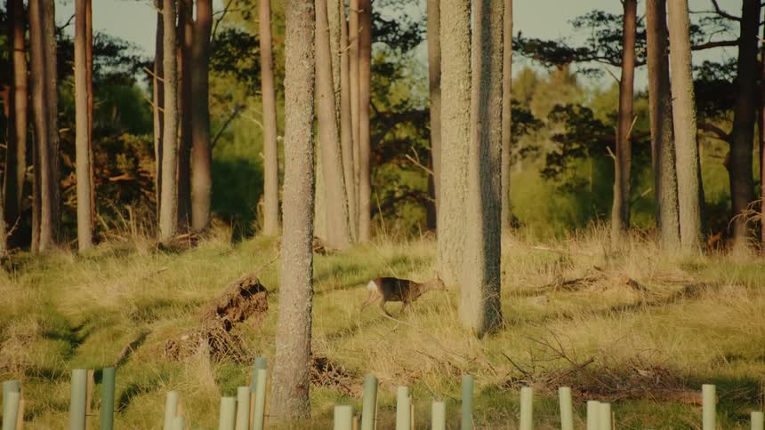 A small deer walks through a sunny forest clearing with tall pine trees and golden grass during a calm afternoon