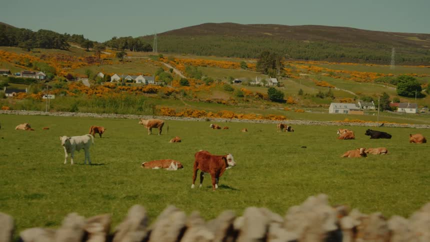 Cattle on a pasture on a farm with houses and a hill on the background outdoors during day time