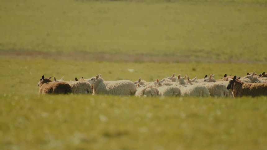 A large herd of white and brown sheep moves slowly across a vast green pasture under bright daylight