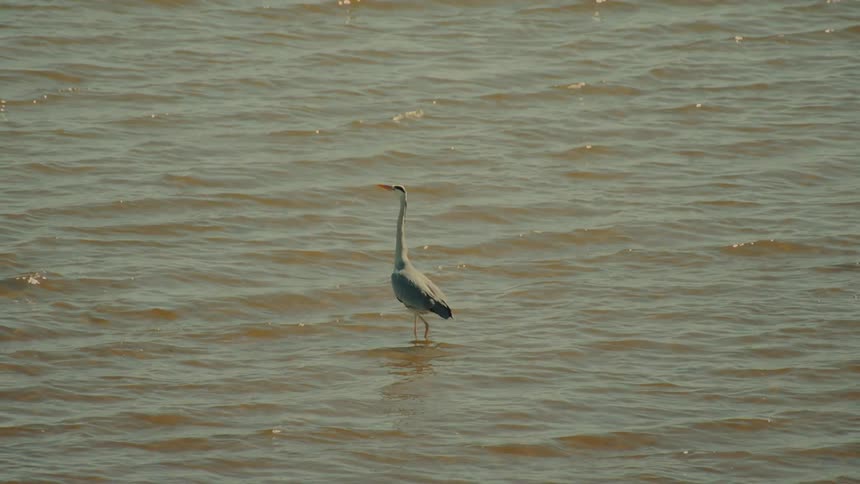 A waterfowl walking in a shallow river on a sunny day