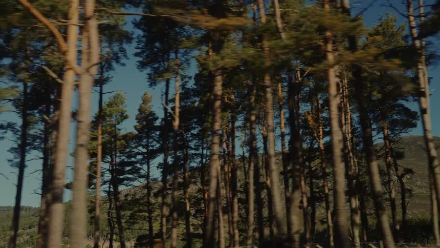 The camera captures a view from a moving car window as it passes through a dense forest of tall pine trees with a large rocky mountain and a clear blue sky visible in the background during a bright day