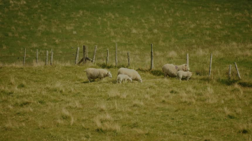 Sheep are grazing on grass in a fenced area