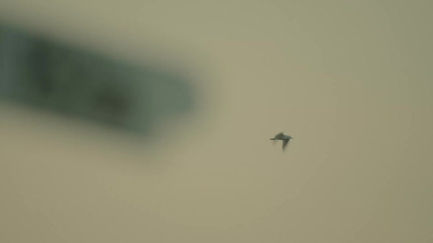 Seagulls flying past a gate in a cloudy sky
