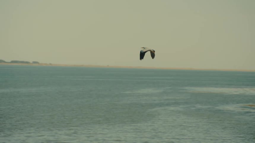 Seagull flying over the water off the coast