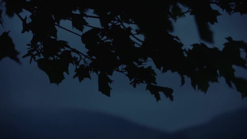 Foliage in silhouette cuts across the evening sky