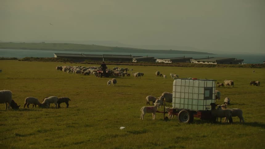 Flock of sheep grazing in a coastal pasture with rural structures in the background
