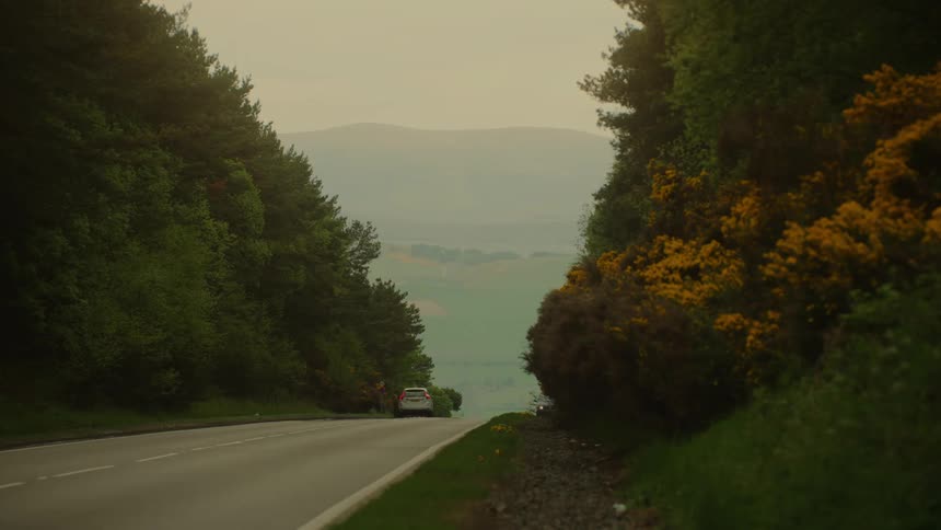 Road flanked by trees and flowering shrubs with vehicles in motion