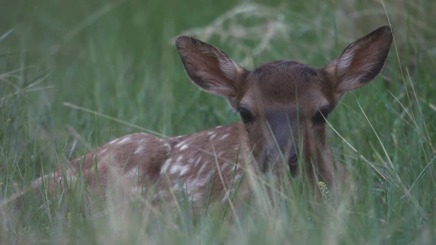 Closeup of a fawn resting in a tall grassland