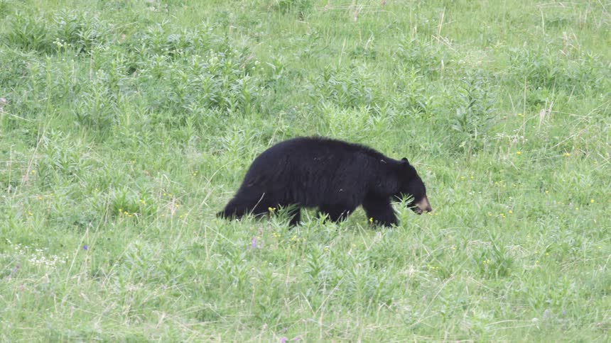 A large black bear walks through a green meadow with tall grass and small yellow flowers during the day