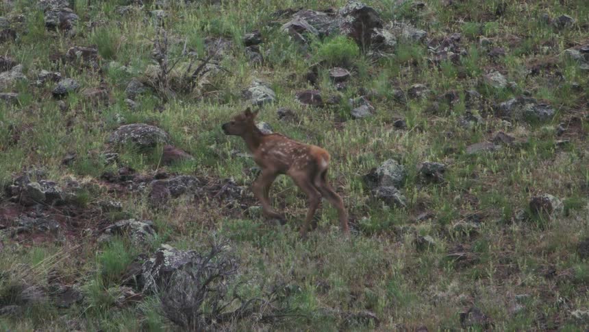 A young spotted elk calf walks from right to left across a steep rocky hillside covered in green grass and small shrubs