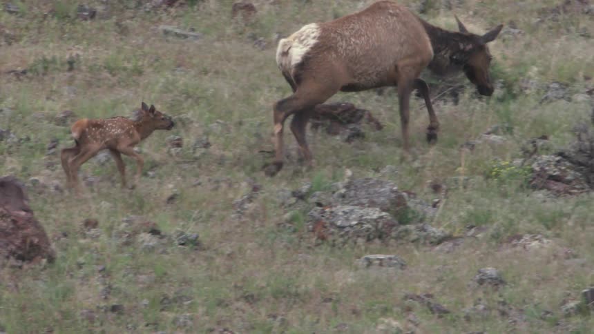 A female elk and her spotted calf walk across a rocky and grassy hillside