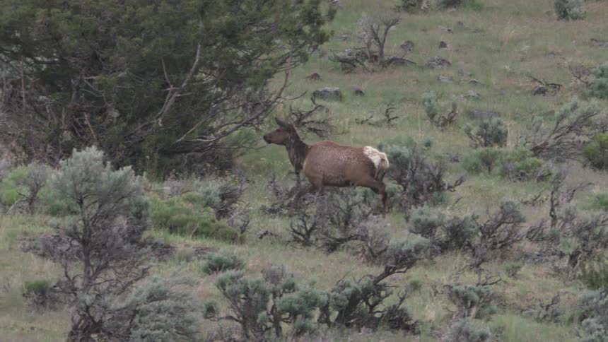A brown female elk walks across a sloping grassy field filled with green shrubs and scattered trees